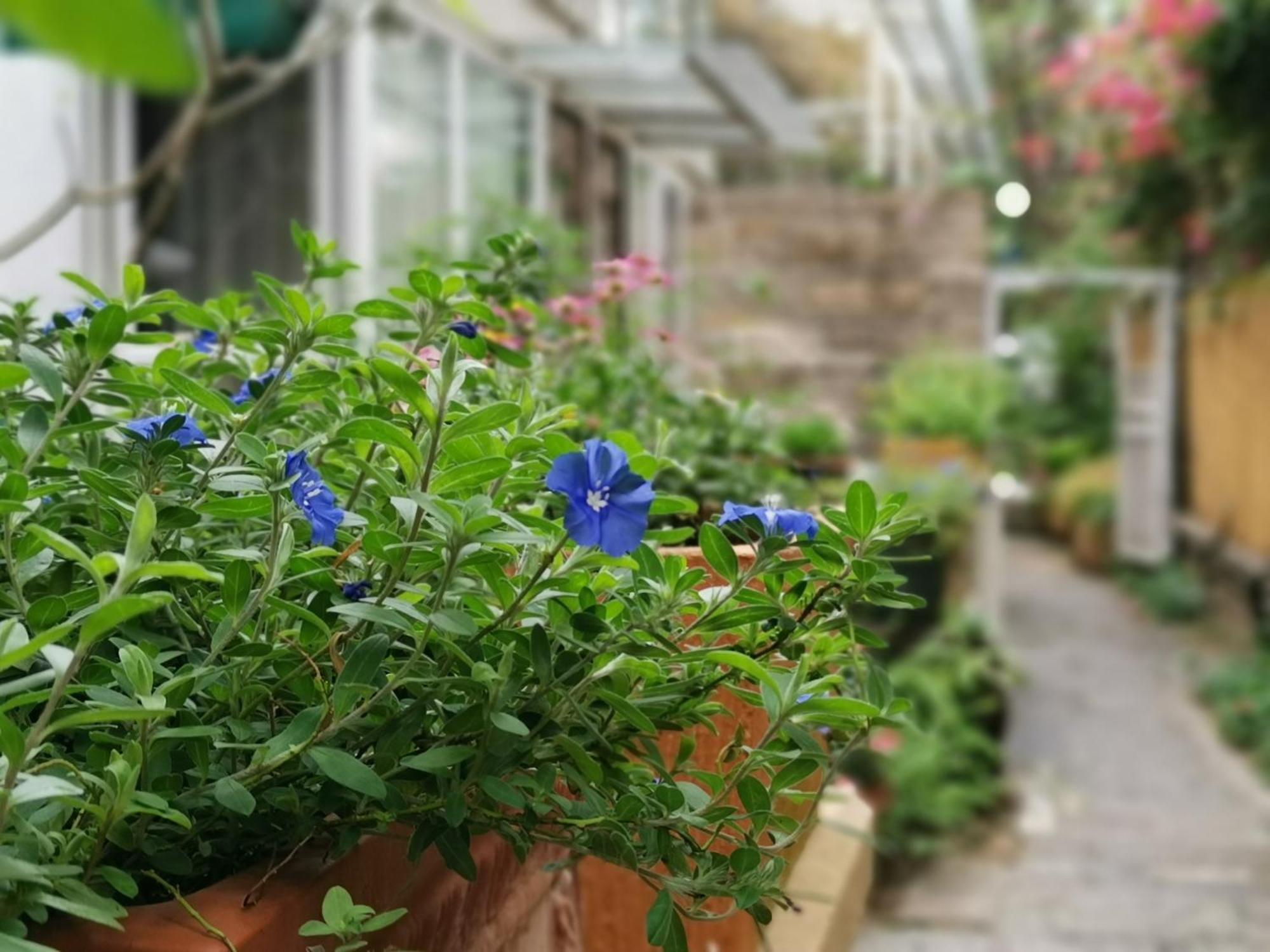 Shenzhen No'6 Garden Villa --French Window With Garden View,Close To Sea World &Shekou Ferry Port &K11 Ecoast &Subway Nearby ,Offer Western Food And Coffee &English Speaking With Tour Services Exterior foto